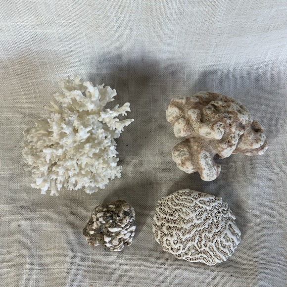 Natural Sea Finger Branch Brain Assorted Coral‎  Aquarium Decor - Picture 2 of 9